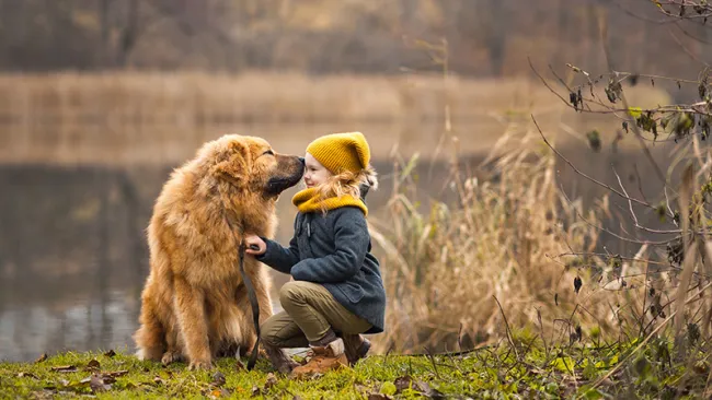 A young girl interacting with a fluffy golden-colored dog