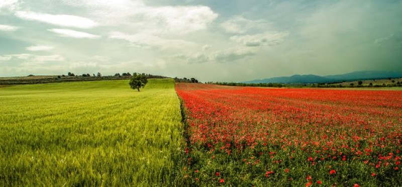 A landscape