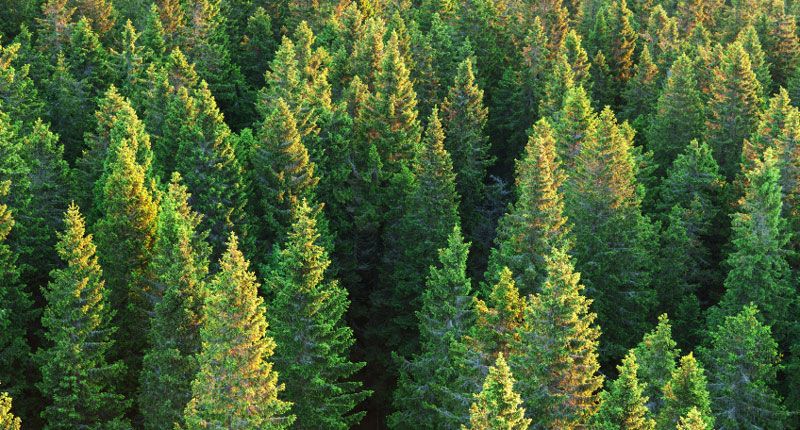 Take an Evergreen Approach to Loyalty Growth | TTEC